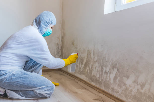 Licensed Basement Mold Remediation service in Glenwood, IL - WQB Mold Removal