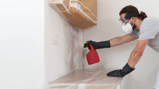 Professional Basement Mold Remediation technician working in Glenwood, IL
