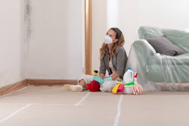 Reliable Basement Mold Remediation contractor in Glenwood, IL by WQB Mold Removal