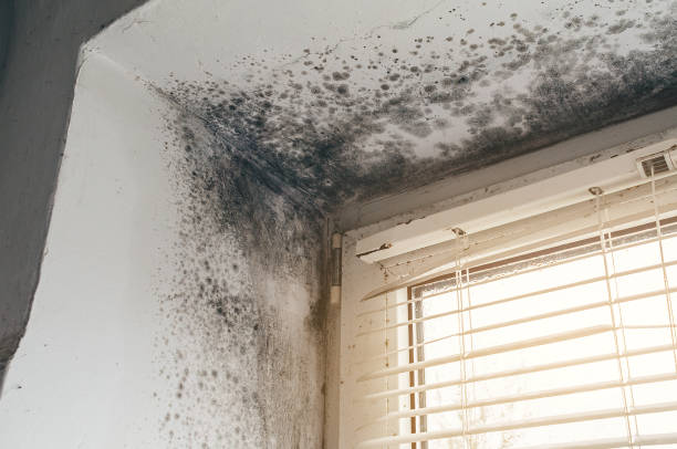 Affordable Basement Mold Remediation solutions in Glenwood, IL